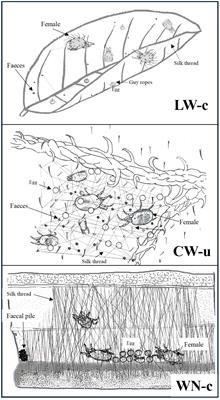 Diversity in life types of spider mites